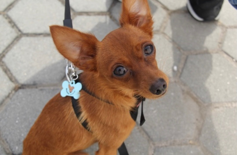 PetChapa Personalizável